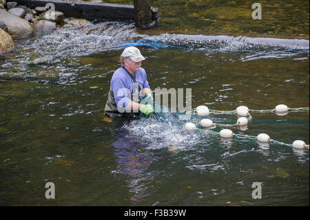 Brüterei Arbeiter netting Lachs um Eizellen und Spermien für die Fischaufzucht am Thornton Fish Hatchery sammeln Stockfoto