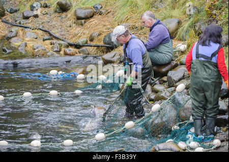 Brüterei Arbeiter netting Lachs um Eizellen und Spermien für die Fischaufzucht am Thornton Fish Hatchery sammeln Stockfoto