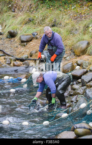 Brüterei Arbeiter netting Lachs um Eizellen und Spermien für die Fischaufzucht am Thornton Fish Hatchery sammeln Stockfoto