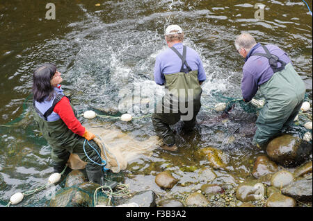 Brüterei Arbeiter netting Lachs um Eizellen und Spermien für die Fischaufzucht am Thornton Fish Hatchery sammeln Stockfoto