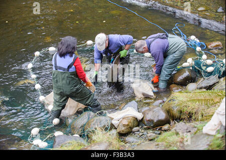 Brüterei Arbeiter netting Lachs um Eizellen und Spermien für die Fischaufzucht am Thornton Fish Hatchery sammeln Stockfoto