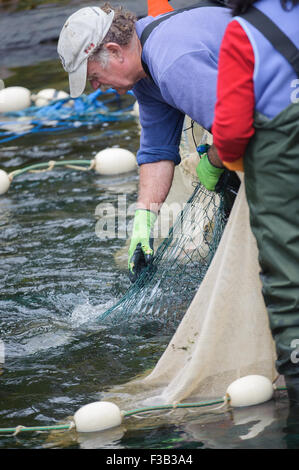 Brüterei Arbeiter netting Lachs um Eizellen und Spermien für die Fischaufzucht am Thornton Fish Hatchery sammeln Stockfoto