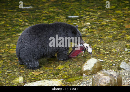 Schwarzer Bär (Ursus Americanus) essen Lachs, Thornton Fish Hatchery, Ucluelet, Britisch-Kolumbien, Kanada Stockfoto