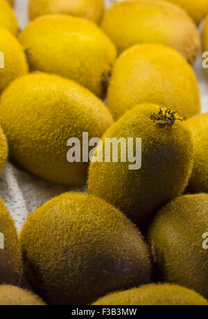 Bio glühende Kiwis auf dem Display an lokalen Bauernmarkt Stockfoto