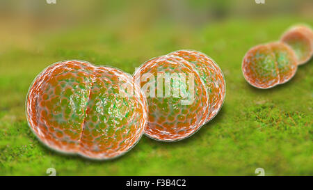 3D Mikroskop Nahaufnahme von Meningitis Bakterien, auch bekannt als meningococcus Stockfoto