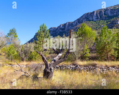 Eine malerische toter Baum in den Bergen an einem sonnigen Tag. Stockfoto