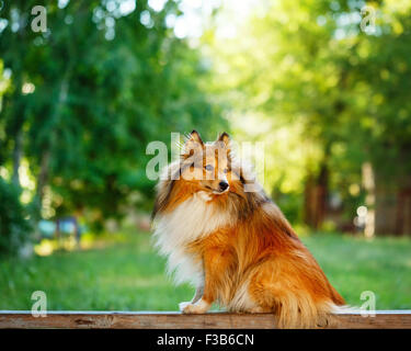 Shetland Sheepdog Hunderasse für einen Spaziergang im Park. Niedliche Haustier. Sheltie auf der Straße. Stockfoto