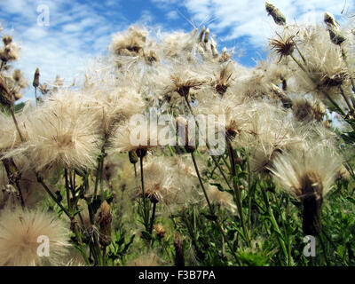 Kriechende Thistle flauschige blühende Samen. Stockfoto