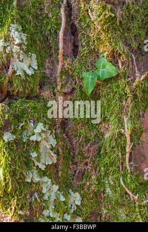 Alten Baum moosige Rinde Textur natürlichen Hintergrund Stockfoto