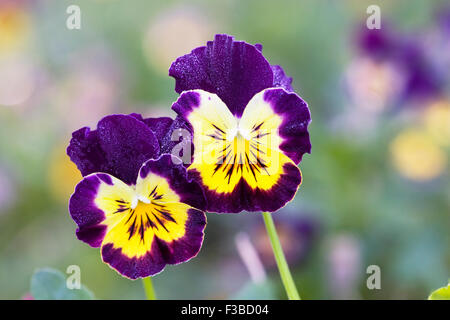 Viola "Fancy Farbtöne Mix" Blumen im Herbst. Stockfoto