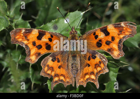 Komma Schmetterling, Polygonia c-Album, England, UK. In September Sonne aalen. Unregelmäßige Kanten der Flügel für Tarnung, Winterschlaf. Stockfoto