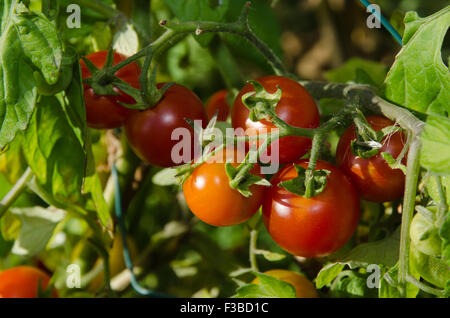 Nahaufnahme der wachsenden reifer Tomaten an einer Pflanze in einem Garten Stockfoto