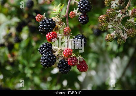Nahaufnahme von Brombeeren in verschiedenen Farben Stockfoto