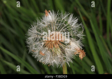 Nahaufnahme Foto von einer Blume Löwenzahn Samen gegangen. Stockfoto
