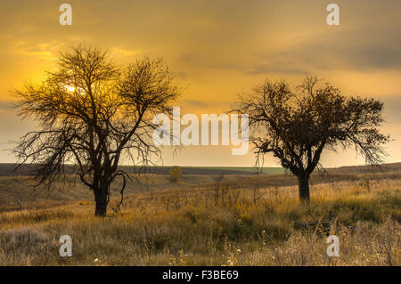 Landschaft mit zwei Bäumen in der Nachbarschaft Stockfoto