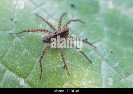 Wolf Spider bereit zum Angriff Stockfoto