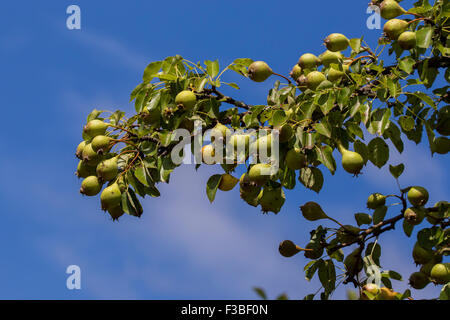 Birnen auf dem Zweig der pear-tree Stockfoto