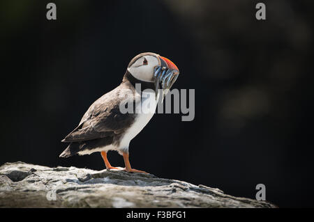 Einzelne Papageientaucher auf Felsen mit Schluck Sandaal. Stockfoto