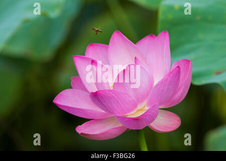 Indian Pink Lotus Blume und Biene. Stockfoto