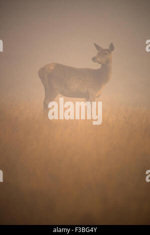 Red Deer Hind (weiblich) Stockfoto