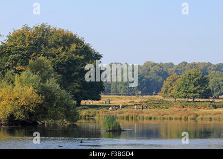 Richmond Park, London SW. 4. Oktober 2015. Ein weiterer Tag Sonnenschein an den Stift-Teiche in Richmond Park mit blauem Himmel und eine leichte Brise, als die Bäume Anfang Anzeichen zu zeigen, die im Herbst auf dem Weg ist. Bildnachweis: Julia Gavin UK/Alamy Live-Nachrichten Stockfoto