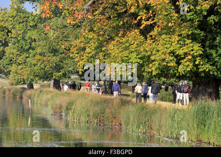 Richmond Park, London SW. 4. Oktober 2015. Wanderer genießen Sie einen weiteren Tag der Sonne im Südosten Englands mit blauem Himmel und eine leichte Brise. Die Pen-Teiche in Richmond Park beginnen die Bäume Anzeichen zu zeigen, die im Herbst auf dem Weg ist. Bildnachweis: Julia Gavin UK/Alamy Live-Nachrichten Stockfoto