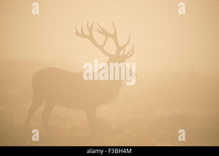Silhouette der großen roten Rotwild-Hirsch im dichten Nebel Stockfoto