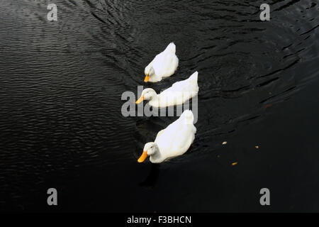 Drei weiße Enten schwimmen auf dem Teich Stockfoto