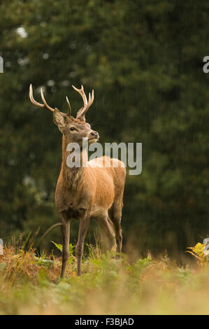 Rotwild-Hirsch im Wald Einstellung. Regendusche. Stockfoto