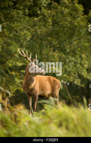 Einzelne rote Rotwild-Hirsch im Wald. Lichtdusche. Stockfoto