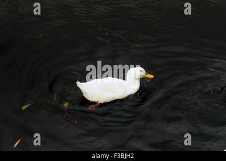 Einzelne weiße Ente schwimmt auf dem Teich Stockfoto