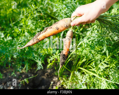 Ernte - zwei ausgewählte Karotten in Hand und Garten Bett auf Hintergrund Stockfoto