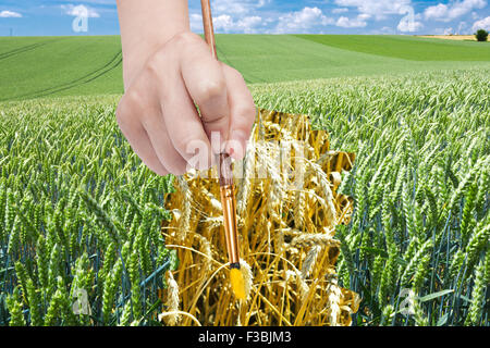 Konzept - Hand mit Pinsel Ernte zieht Reife Ähren im grünen Feld Stockfoto