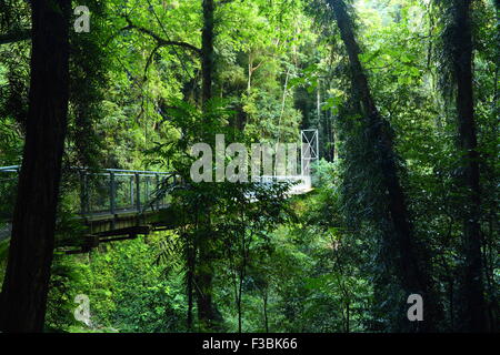 Die Crystal Dusche Falls Hängebrücke entlang der Wonga Spaziergang im Dorrigo National Park, Dorrigo, NSW, Australien. Stockfoto