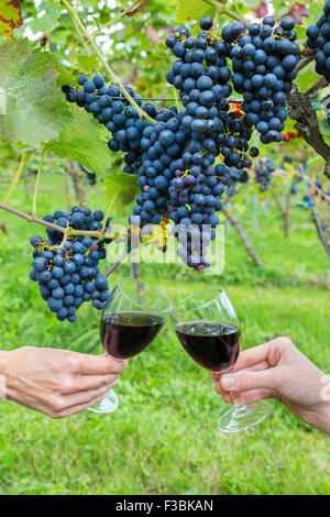 Zwei Personen Toasten mit Rotwein in der Nähe von blauen Trauben im Weinberg Stockfoto