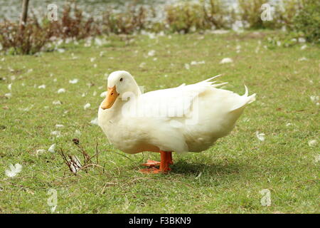 Eine weiße Ente stehend auf dem Rasen Stockfoto