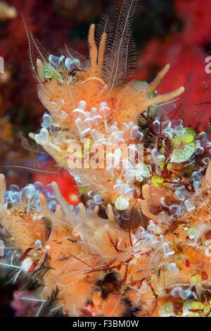 Cluster von Ascidian Alor-Indonesien Stockfoto
