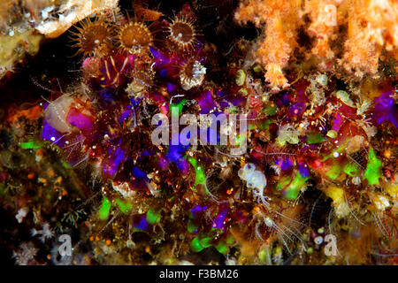 Cluster von fluoreszierenden Farbe Ascidian Alor-Indonesien Stockfoto