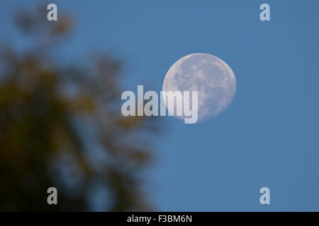 Vollmond am blauen Himmel in Montreal-Kanada Stockfoto