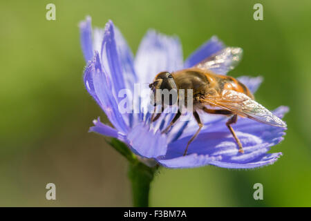 Hoverfly sammeln Nektar von Blumen Chicorée (Cichorium Intybus). Stockfoto