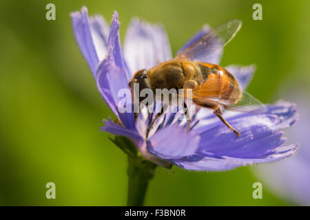 Hoverfly sammeln Nektar von Blumen Chicorée (Cichorium Intybus). Stockfoto