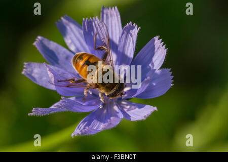 Hoverfly sammeln Nektar von Blumen Chicorée (Cichorium Intybus). Stockfoto