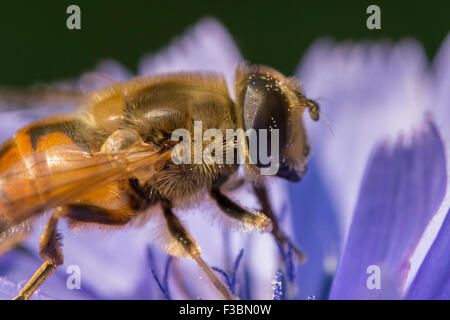 Hoverfly sammeln Nektar von Blumen Chicorée (Cichorium Intybus). Stockfoto