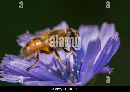 Hoverfly sammeln Nektar von Blumen Chicorée (Cichorium Intybus). Stockfoto