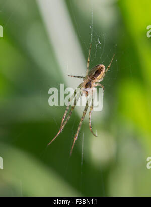 Orb Weaver Spider eine Web im Morgenlicht zu machen. Stockfoto