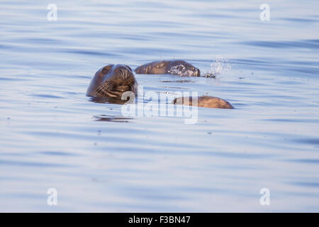 Schwimmen Seehunde - Halbinsel Cape Code, Atlantik Stockfoto