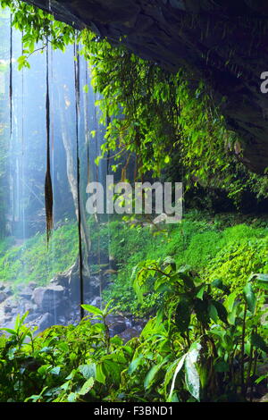 Hinter dem Schleier der Kristall Dusche fällt entlang der Wonga Spaziergang im Dorrigo National Park, Dorrigo, NSW, Australien. Stockfoto