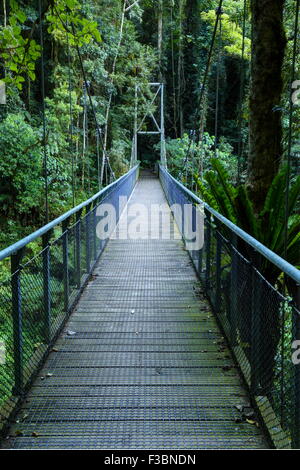 Die Crystal Dusche Falls Hängebrücke entlang der Wonga Spaziergang im Dorrigo National Park, Dorrigo, NSW, Australien. Stockfoto