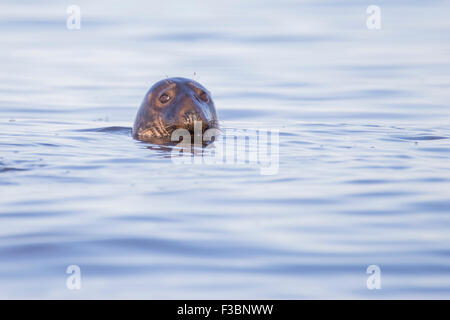 Schwimmen Seehunde - Halbinsel Cape Code, Atlantik Stockfoto