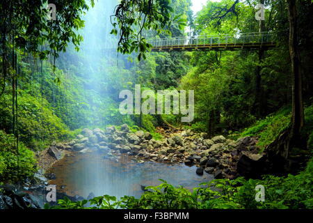 Crystal Dusche Falls und Hängebrücke entlang der Wonga Spaziergang im Dorrigo National Park, Dorrigo, NSW, Australien. Stockfoto